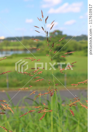 Poaceae (Sorghum or Johnsongrass) 117610917