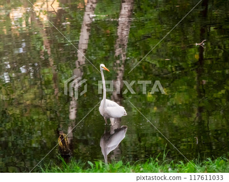 Beautiful elegant white heron poses on a pond. 117611033