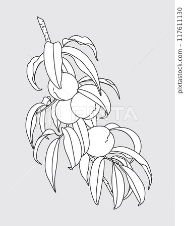 Outlined Peach Tree Branch with Fruits. 117611130