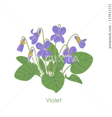 Simple Flowering Violet  Isolated on White 117611131