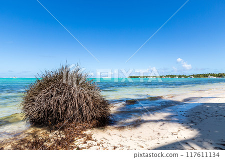 Coconut palm tree at sunny day with calm ocean and sandy beach 117611134
