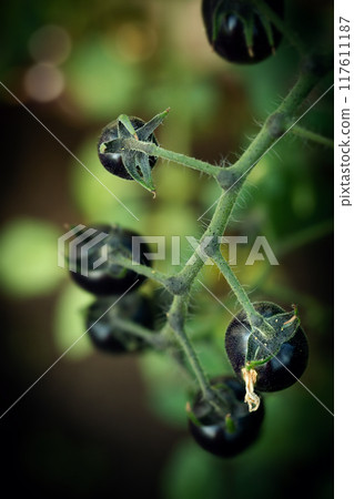 Black cherry kumato hanging in hothouse Black cherry kumato hanging in hothouse 117611187