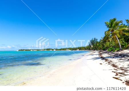 Coconut palm tree at sunny day with calm ocean and sandy beach 117611420