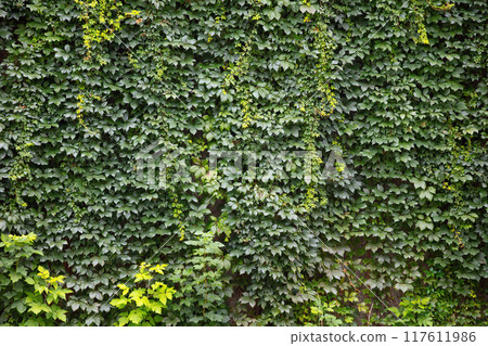 Green Foliage Covered Wall of Climbing Vines Green Foliage Covered Wall of Climbing Vines 117611986