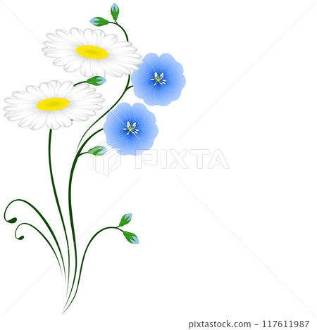 Blue flowers of flax and daisies on white background. 117611987