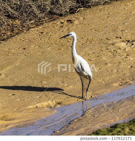 The little egret, Egretta garzetta in Ria Formosa Natural Reserve, Algarve Portugal. The little egret, Egretta garzetta in Ria Formosa Natural Reserve, Algarve Portugal. 117612171