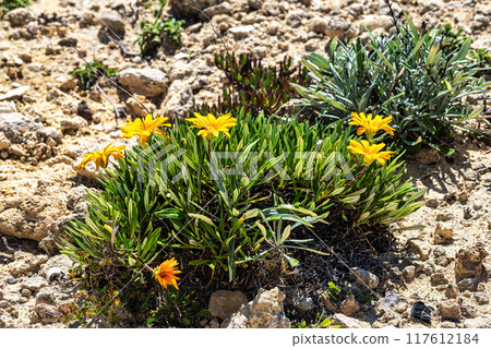 Pallenis maritima, Beach Daisy herbaceous perennial plant. Nature of Algarve, Portugal. Pallenis maritima, Beach Daisy herbaceous perennial plant. Nature of Algarve, Portugal. 117612184