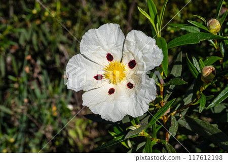 Cistus ladanifer, Rockrose or Labdanum at the Archaeological Circuit in Vale Fuzeiros at Vilarinha, Algarve, Portugal. Cistus ladanifer, Rockrose or Labdanum at the Archaeological Circuit in Vale Fuzeiros at Vilarinha, Algarve, Portugal. 117612198