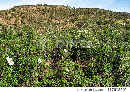 Cistus ladanifer, Rockrose or Labdanum at the Archaeological Circuit in Vale Fuzeiros at Vilarinha, Algarve, Portugal. Cistus ladanifer, Rockrose or Labdanum at the Archaeological Circuit in Vale Fuzeiros at Vilarinha, Algarve, Portugal. 117612201
