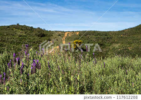 Lavandula stoechas, Spanish lavender or topped lavender in Vale Fuzeiros at Vilarinha, Algarve, Portugal. 117612208