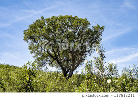 Cistus ladanifer, Rockrose or Labdanum at the Archaeological Circuit in Vale Fuzeiros at Vilarinha, Algarve, Portugal. 117612211