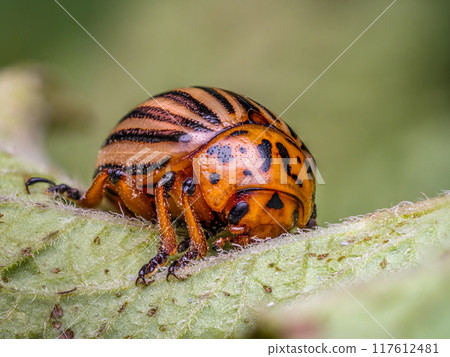 Colorado potato beetle on potato plant Colorado potato beetle on potato plant 117612481