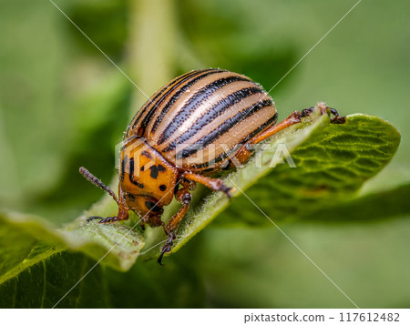 Colorado potato beetle on potato plant 117612482