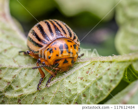 Colorado potato beetle on potato plant 117612484