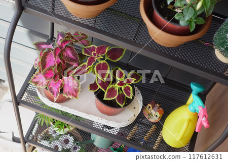 Colorful indoor plants in pots, watering can, and gardening tools create vibrant home decor Colorful indoor plants in pots, watering can, and gardening tools create vibrant home decor 117612631