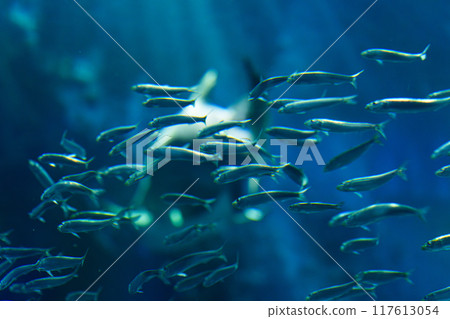 A small fish swimming stealthily behind a shark A small fish swimming stealthily behind a shark 117613054
