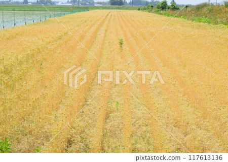 Wheat cultivation golden color 117613136