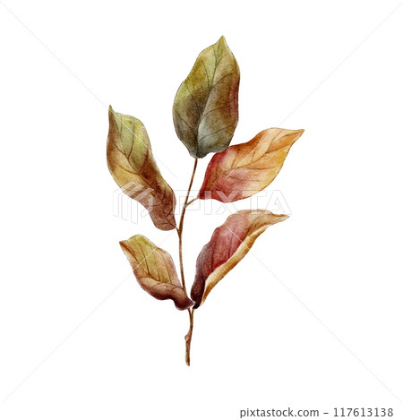 Autumn leaves on branch watercolor illustration 117613138
