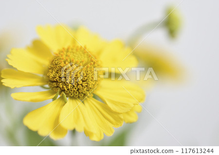 Dumpling chrysanthemum 117613244