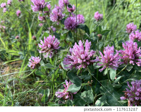 A closeup shot of pink clover flowers blooming in a field of green grass 117613287