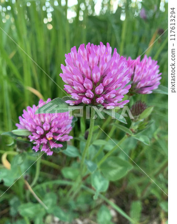 A close-up image of three pink clover blossoms blooming in a field of green grass 117613294