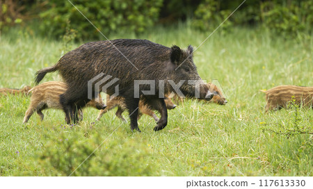 Wild boar with piglets walking on green grass in summer Wild boar with piglets walking on green grass in summer 117613330