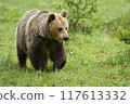 Brown bear walking on green grassland in summer nature 117613332