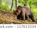 Massive Brown Bear Male Walking Through Summer Forest 117613334