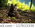 Brown Bear Relaxing on the Ground in Sunlit Forest 117613336