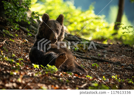 Brown Bear Relaxing on the Ground in Sunlit Forest 117613336