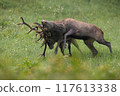 Two red deer in battle on green meadow in autumn time 117613338