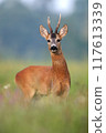 Alert Roe Deer Buck in Summer Meadow with Green Grass 117613339