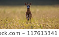 Roe Deer Buck Sprinting Towards Camera at Sunrise with Copy Space 117613341