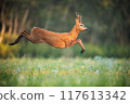 Roe Deer Buck Leaping Through Sunlit Meadow in Summer Nature 117613342