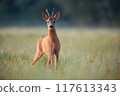 Roe Deer Buck Standing in Summer Meadow on Early Morning 117613343