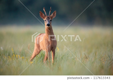 Roe Deer Buck Standing in Summer Meadow on Early Morning Roe Deer Buck Standing in Summer Meadow on Early Morning 117613343