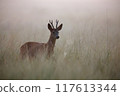 Roe Deer Buck Walking in Misty Morning Meadow in Summer 117613344