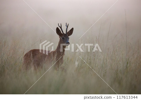 Roe Deer Buck Walking in Misty Morning Meadow in Summer 117613344