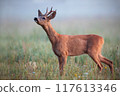 Roe Deer Buck Sniffing for Scents in Foggy Meadow at Sunrise 117613346
