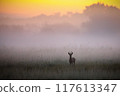 Roe Deer Buck in Misty Summer Meadow at Dawn with copy space 117613347