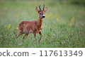 Roe Deer Buck Walking on Green Summer Meadow with Flowers 117613349