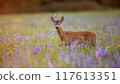 Roe Deer Buck Among Blooming Wildflowers at Sunset 117613351