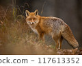 Red fox turning back on dry orange leaves in autumn 117613352
