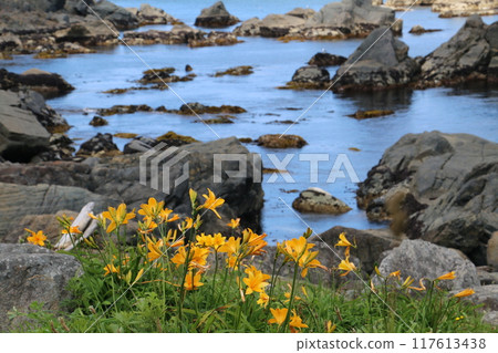 Tanesashi Coast in summer, decorated with colorful wildflowers Tanesashi Coast in summer, decorated with colorful wildflowers 117613438