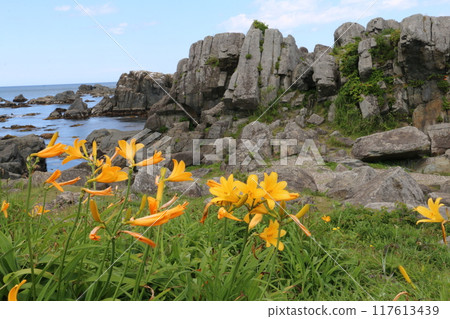 Tanesashi Coast in summer, decorated with colorful wildflowers Tanesashi Coast in summer, decorated with colorful wildflowers 117613439