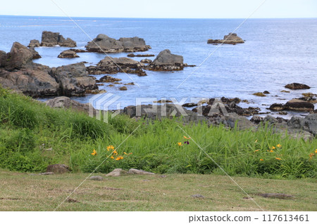 Tanesashi Coast in summer, decorated with colorful wildflowers Tanesashi Coast in summer, decorated with colorful wildflowers 117613461