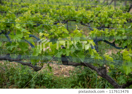 Beautiful vineyards at sunset in Urla, izmir. High quality photo Beautiful vineyards at sunset in Urla, izmir. High quality photo 117613476