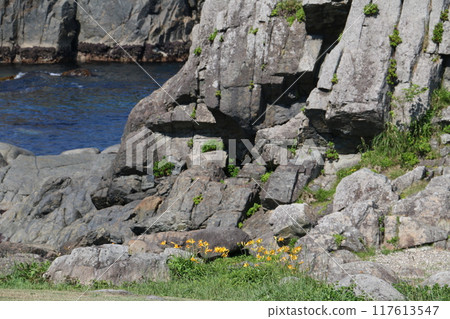 夏天的種差海岸,開滿了色彩繽紛的野花 夏天的種差海岸,開滿了色彩繽紛的野花 117613547