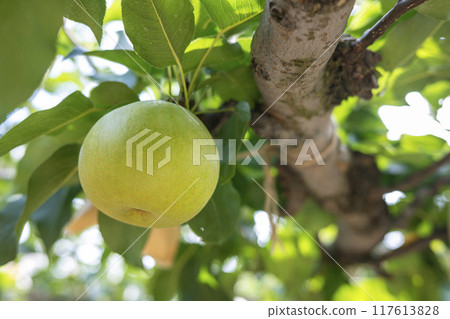 Nijisseiki Pear (Yurihama Town, Tottori Prefecture) Nijisseiki Pear (Yurihama Town, Tottori Prefecture) 117613828