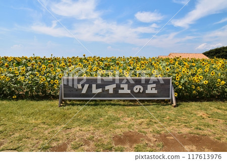 Sunflower fields on a sunny day at Soleil Hill, Kanagawa 117613976